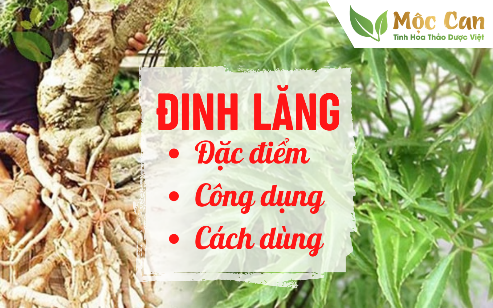 Đinh lăng: Đặc điểm, công dụng, cách dùng 1